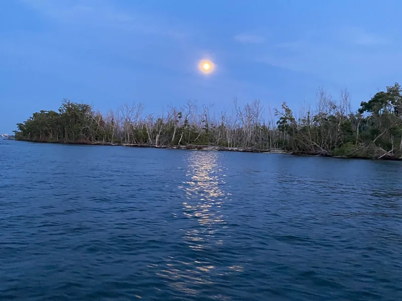 Full moon rising over mangroves at dusk