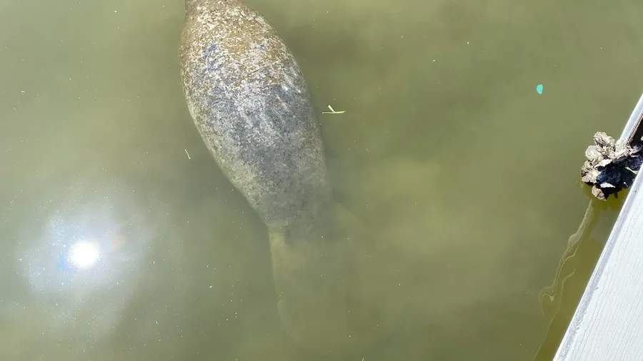 Manatee swimming near a dock in Southwest Florida