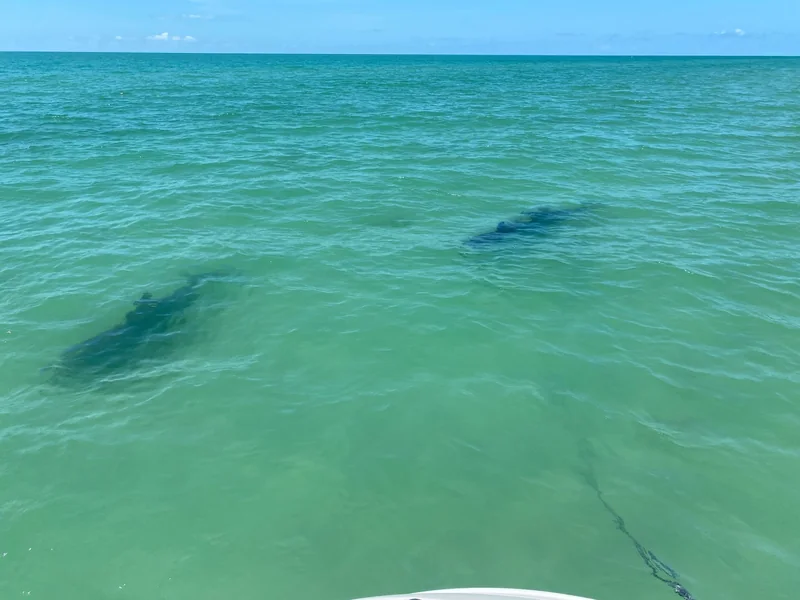 Two dolphins swimming beneath clear turquoise Gulf waters near a boat