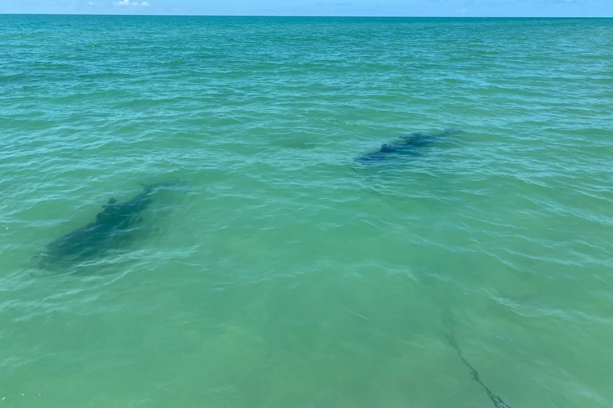 Two dolphins swimming beneath clear turquoise Gulf waters near a boat