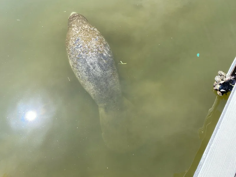 Manatee surfacing near a Cape Coral dock