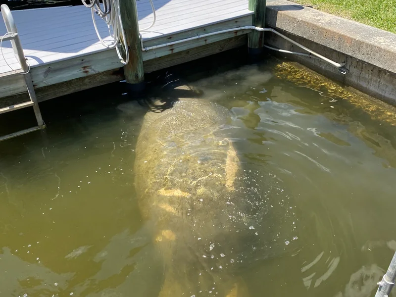 Manatee resting beneath a dock